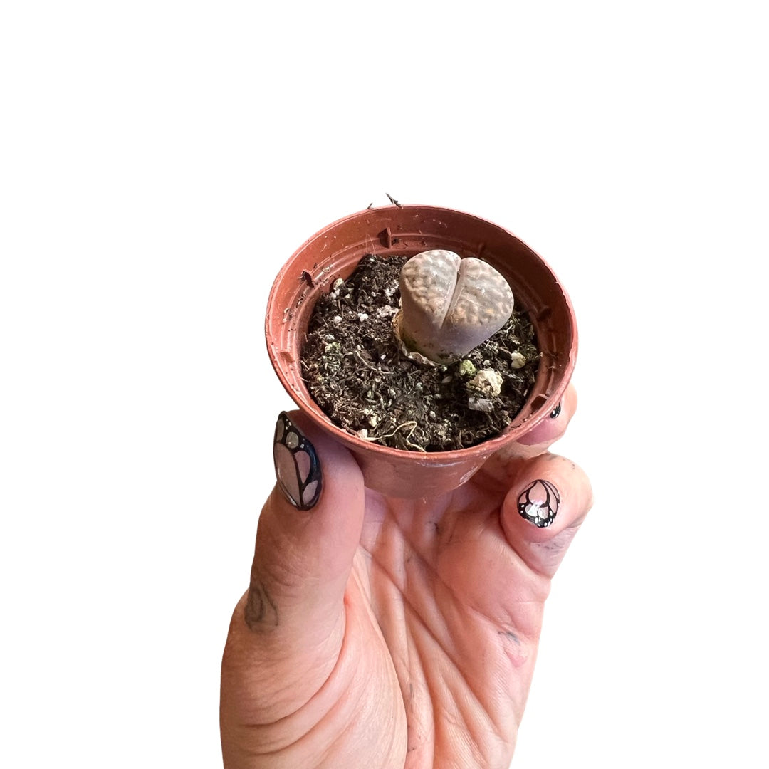 Lithops | Succulents