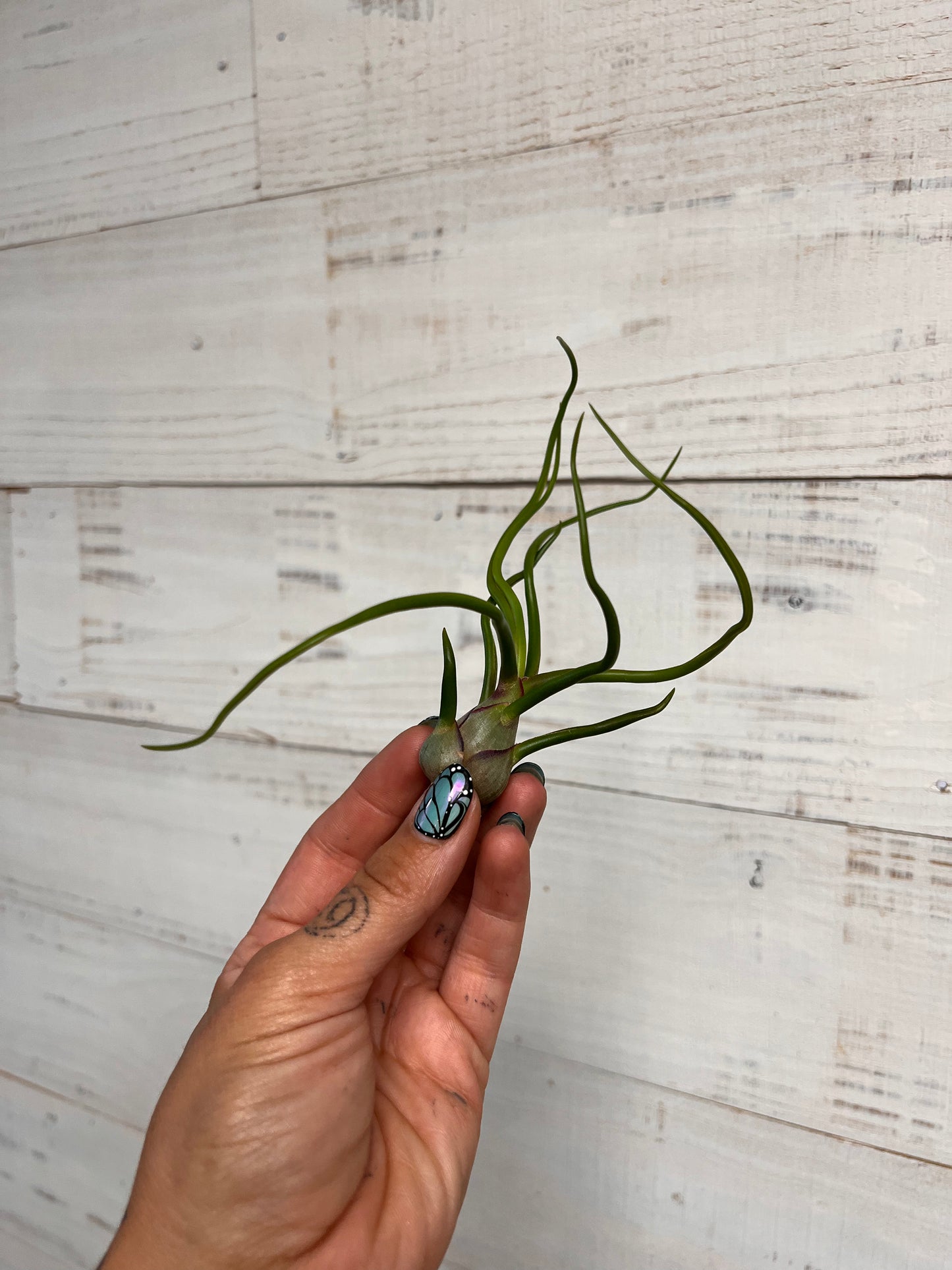 Tillandsia | Bulbosa