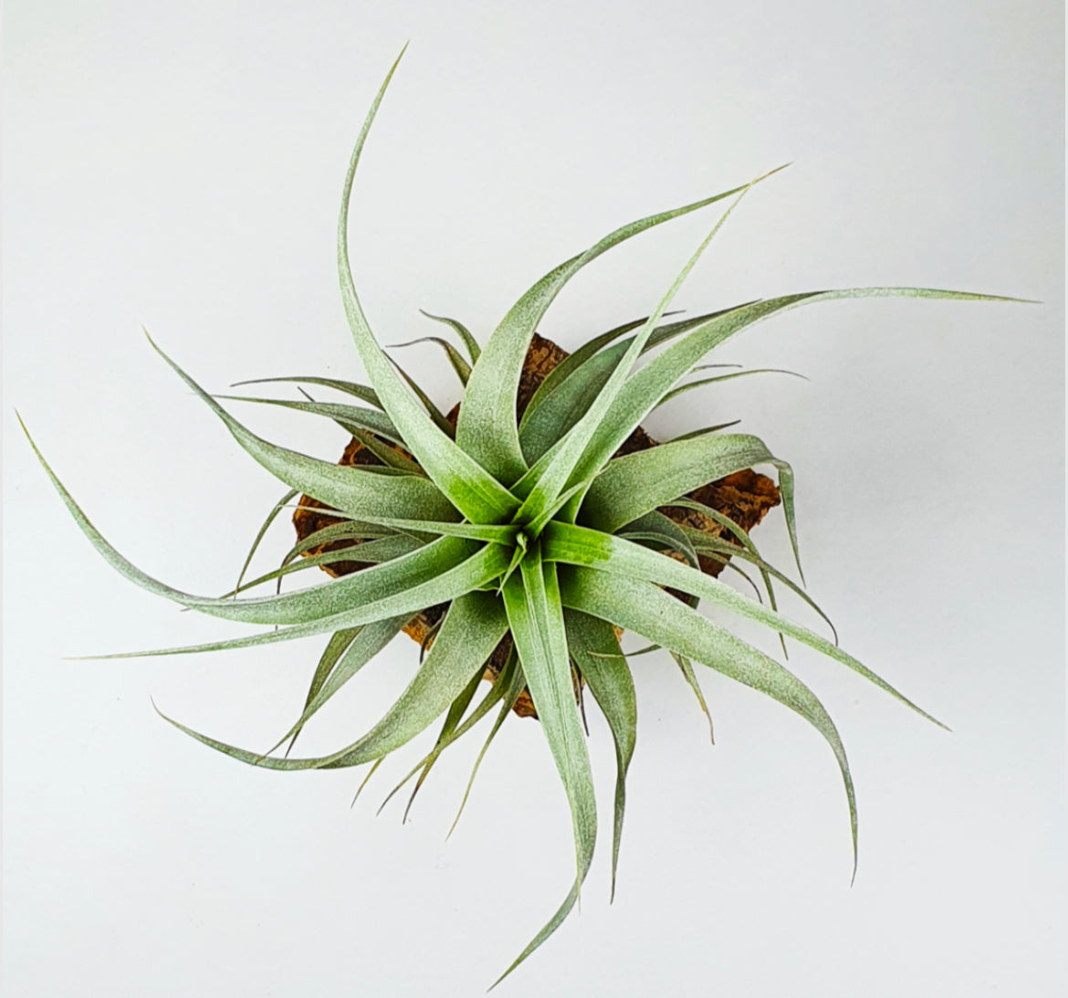 Tillandsia | Harissii