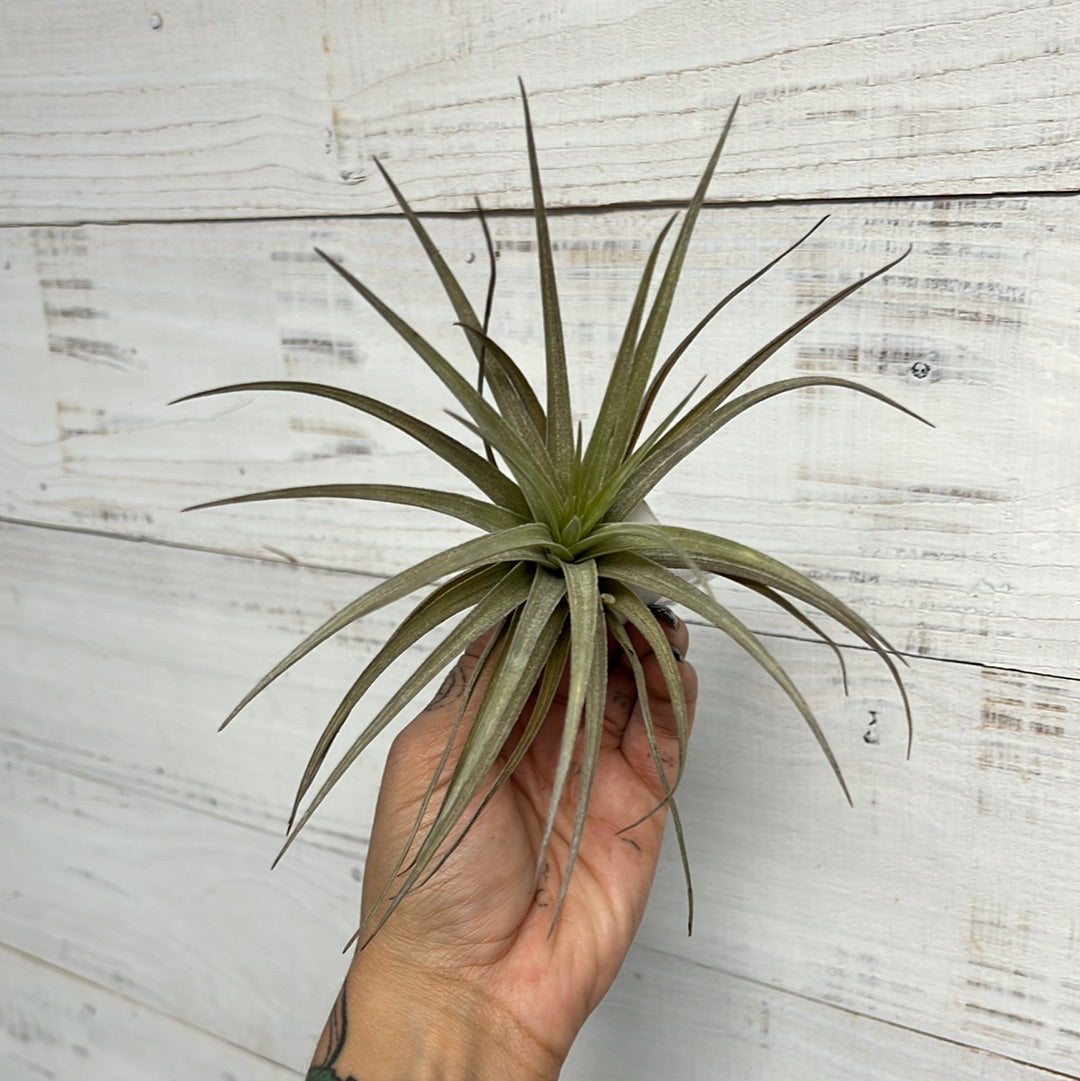 Tillandsia | Capitata Peach x Plagiotropica