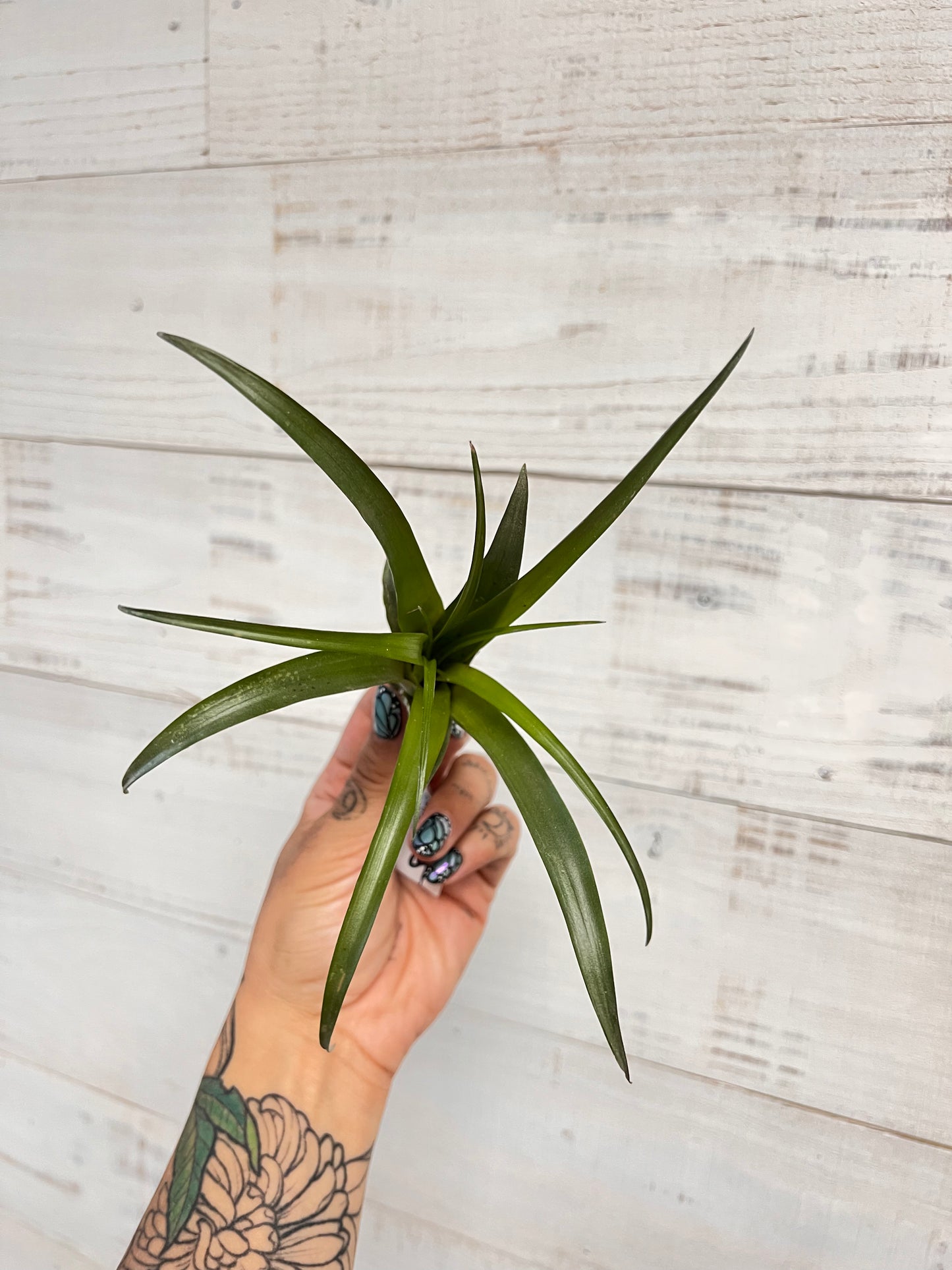 Tillandsia | Flabella Rubra