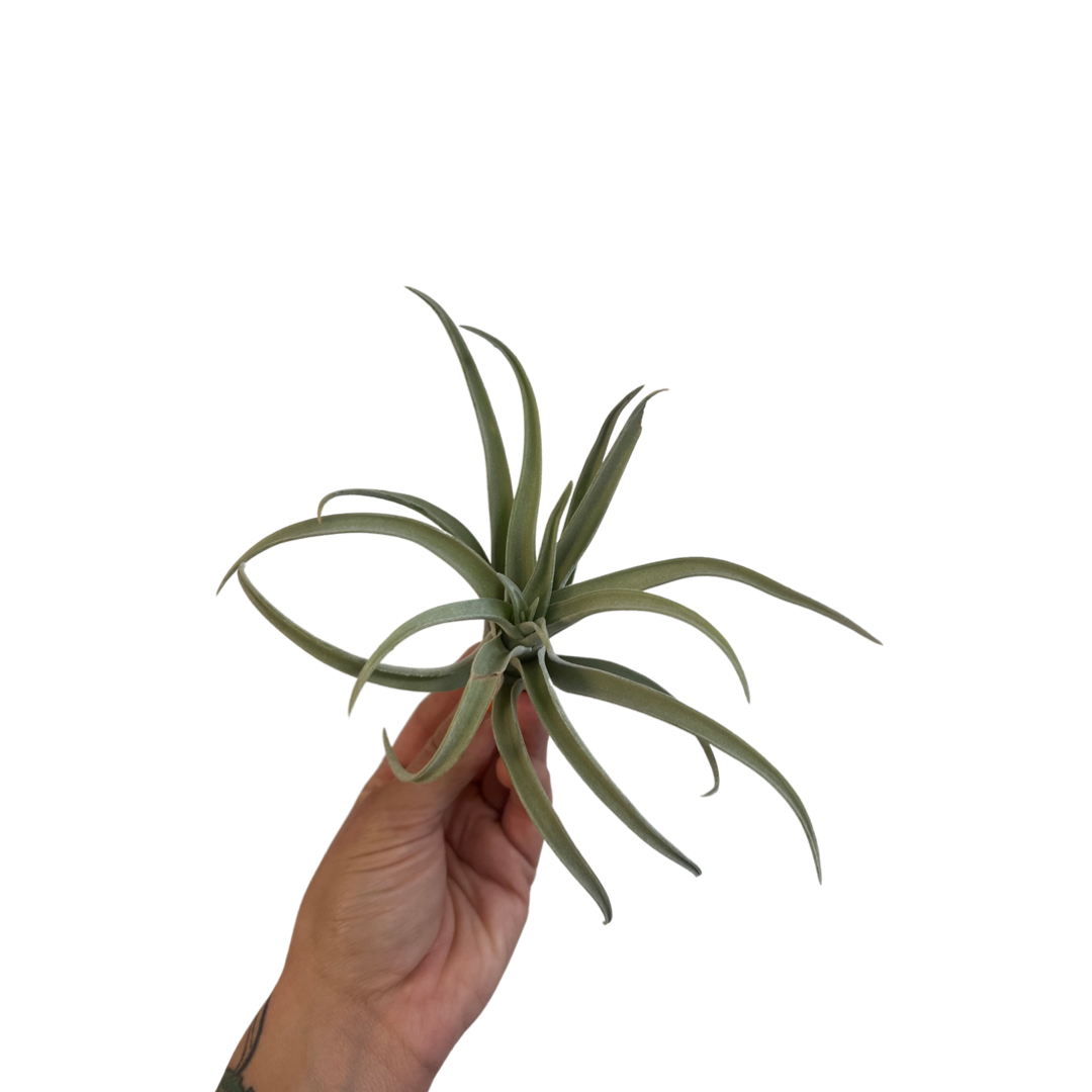 Tillandsia | Brachycaulos multiflora