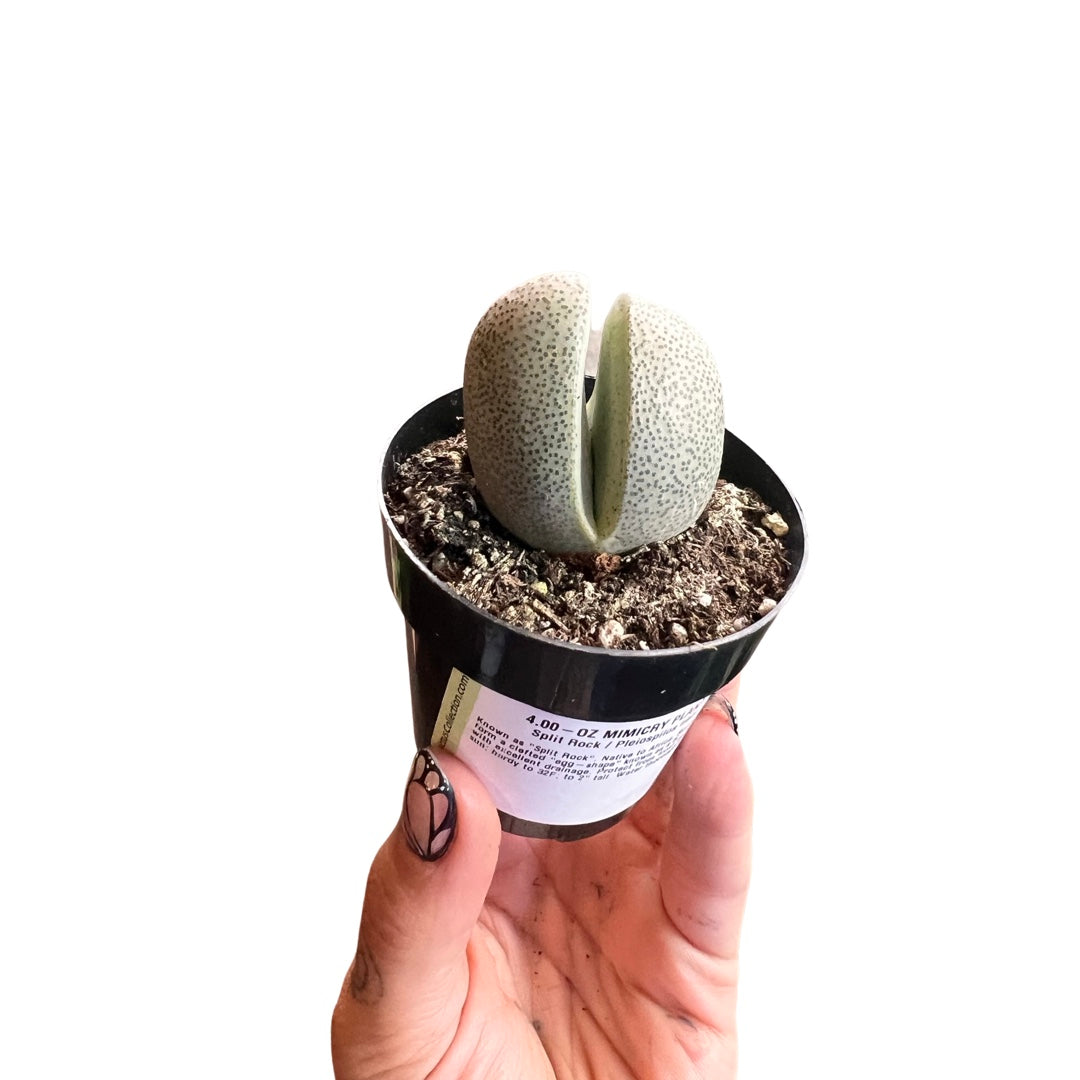 Mimicry Succulent