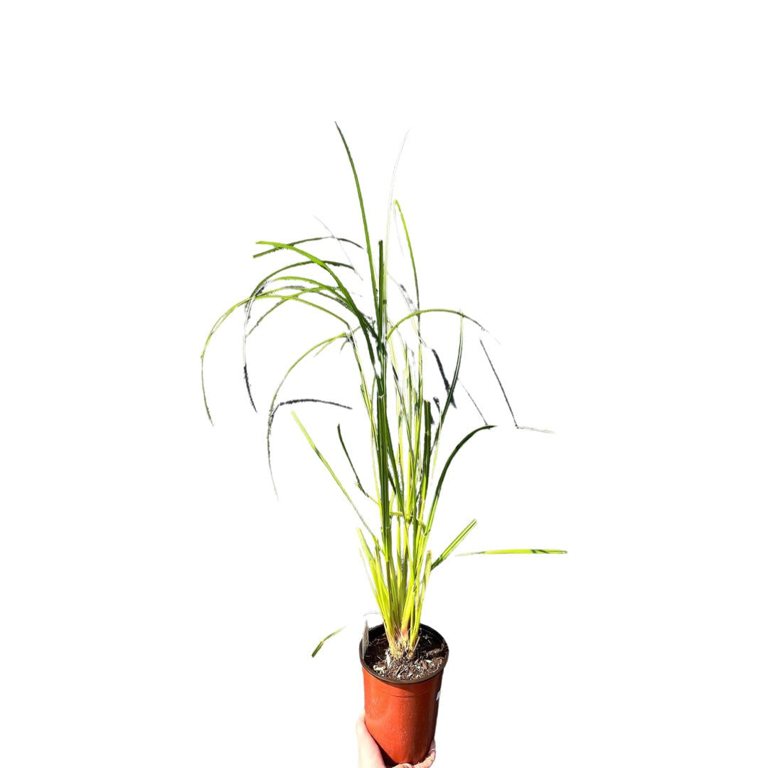 Pampas Grass Potted