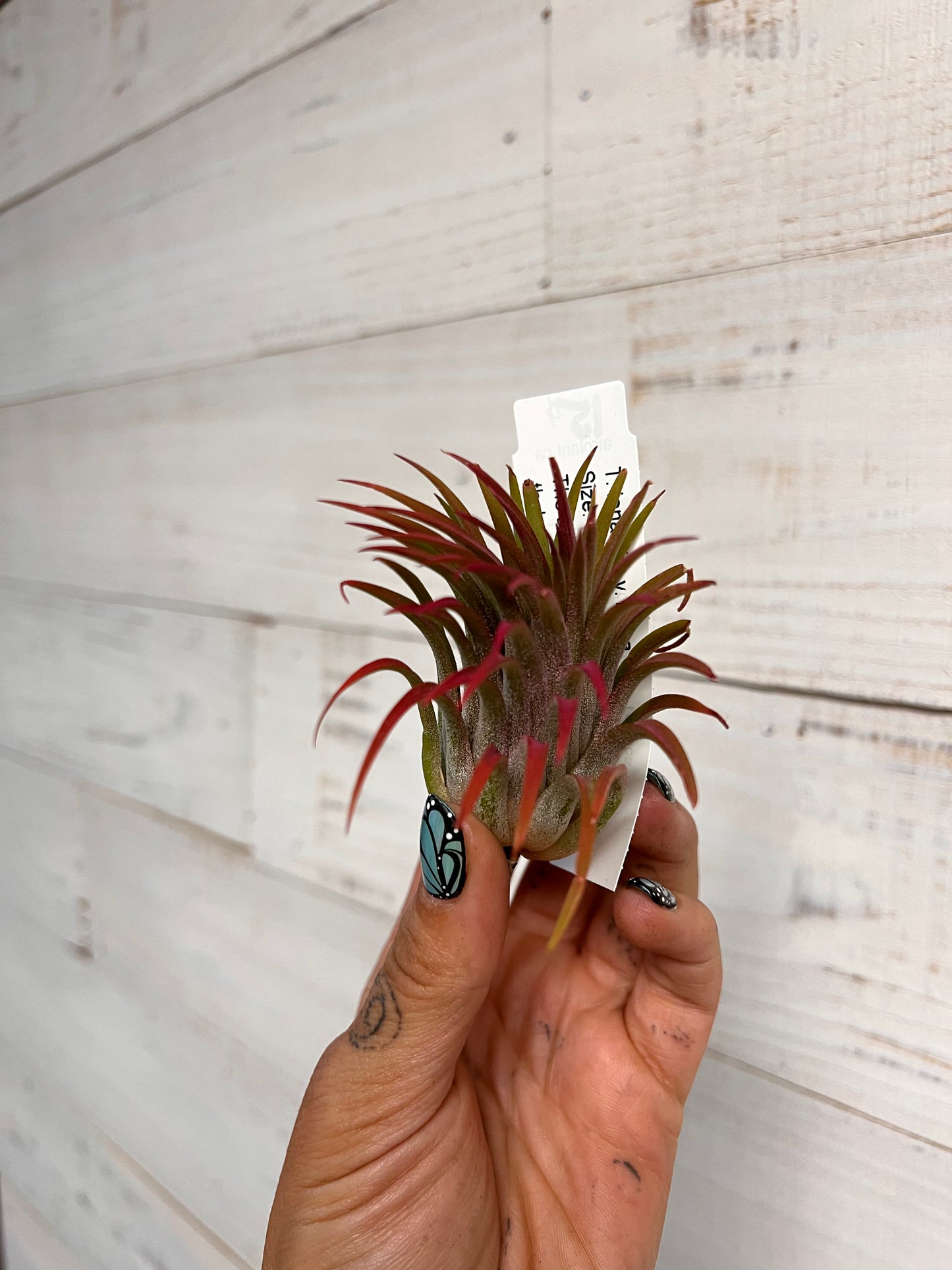 Tillandsia | Ionantha Rubra
