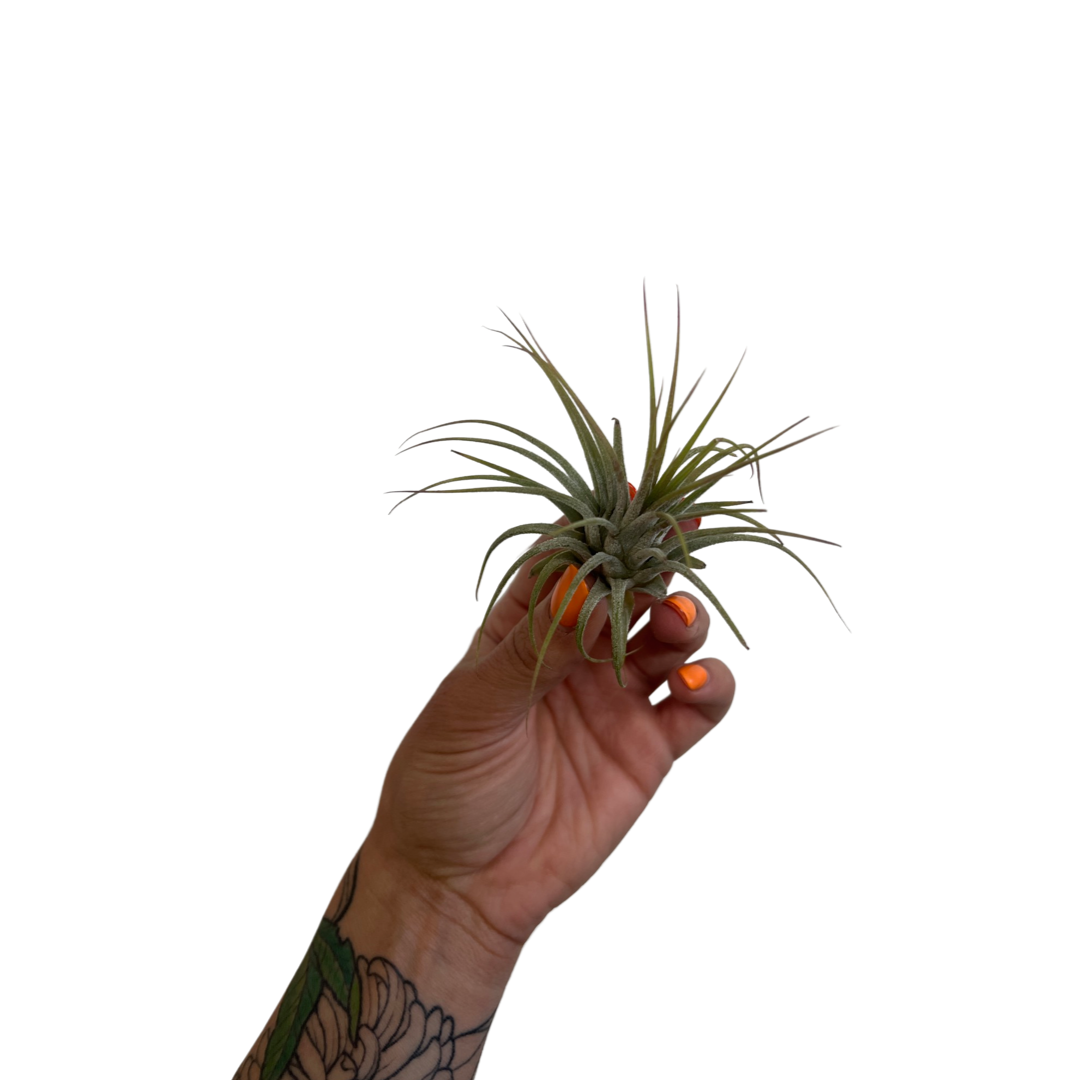 Tillandsia | Brachycaulos multiflora