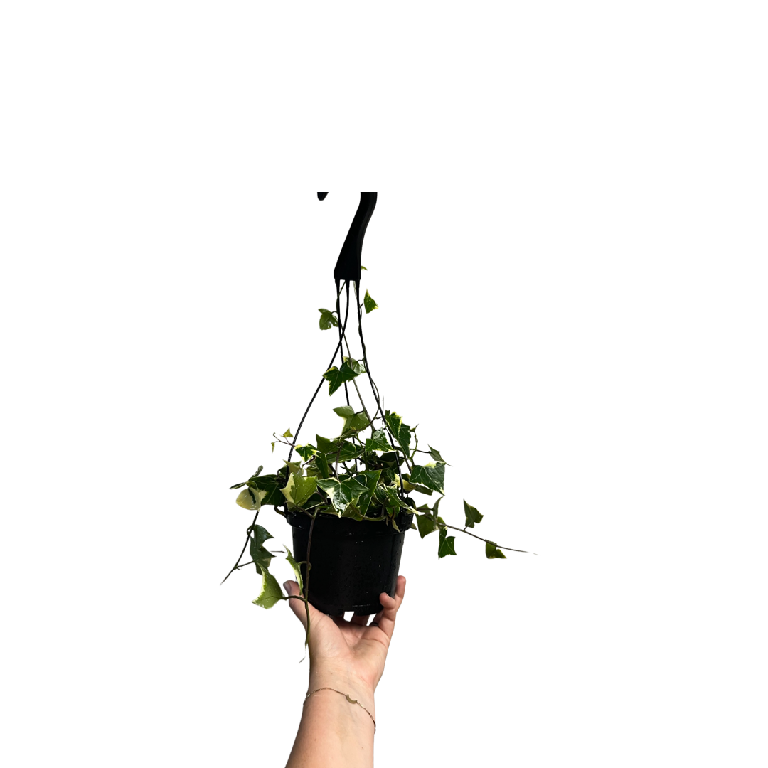 Senecio | Wax Tree Ivy