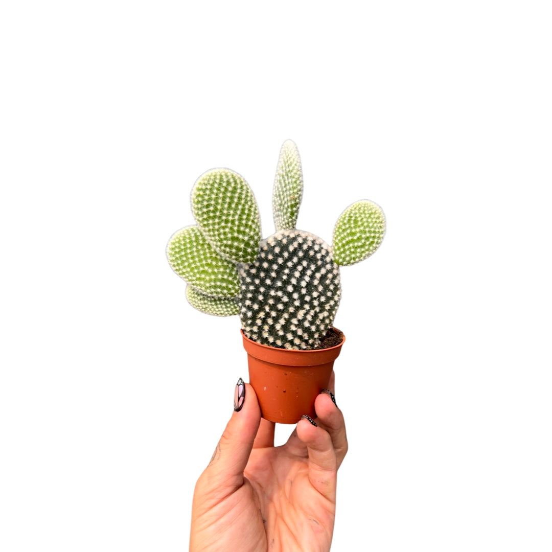 Cactus | Bunny Ears