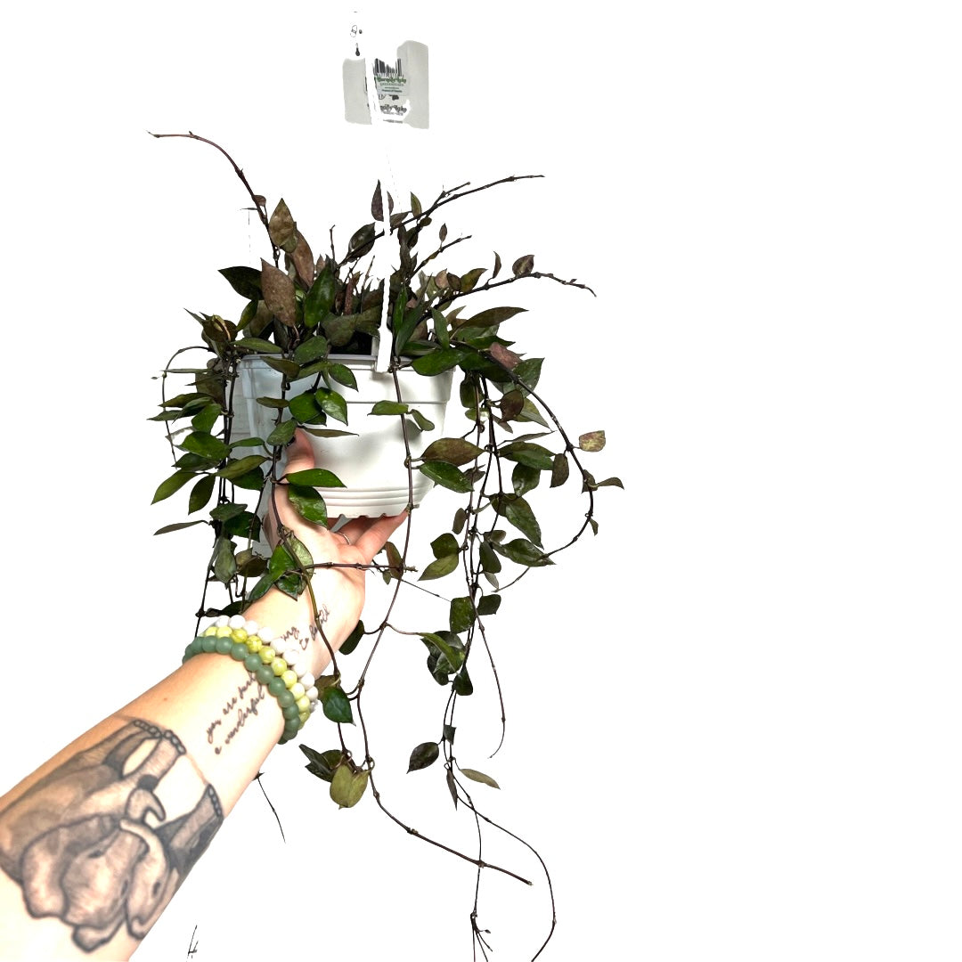 Hoya | Khroniana Silver