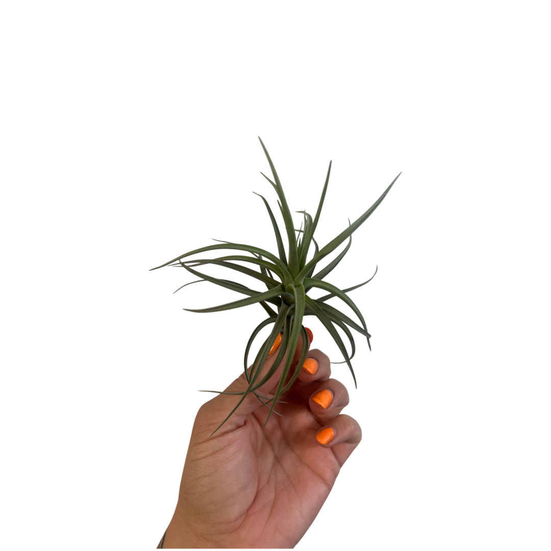 Tillandsia | Brachycaulos multiflora