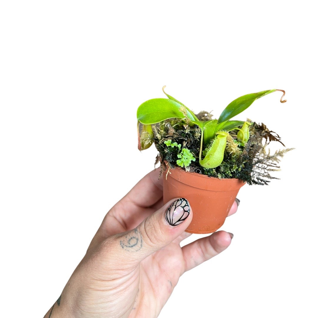 Nepenthes | Pitcher Plant Carnivorous