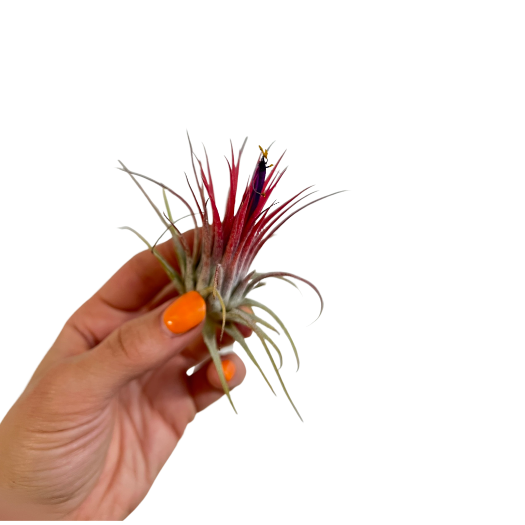 Tillandsia | Brachycaulos multiflora