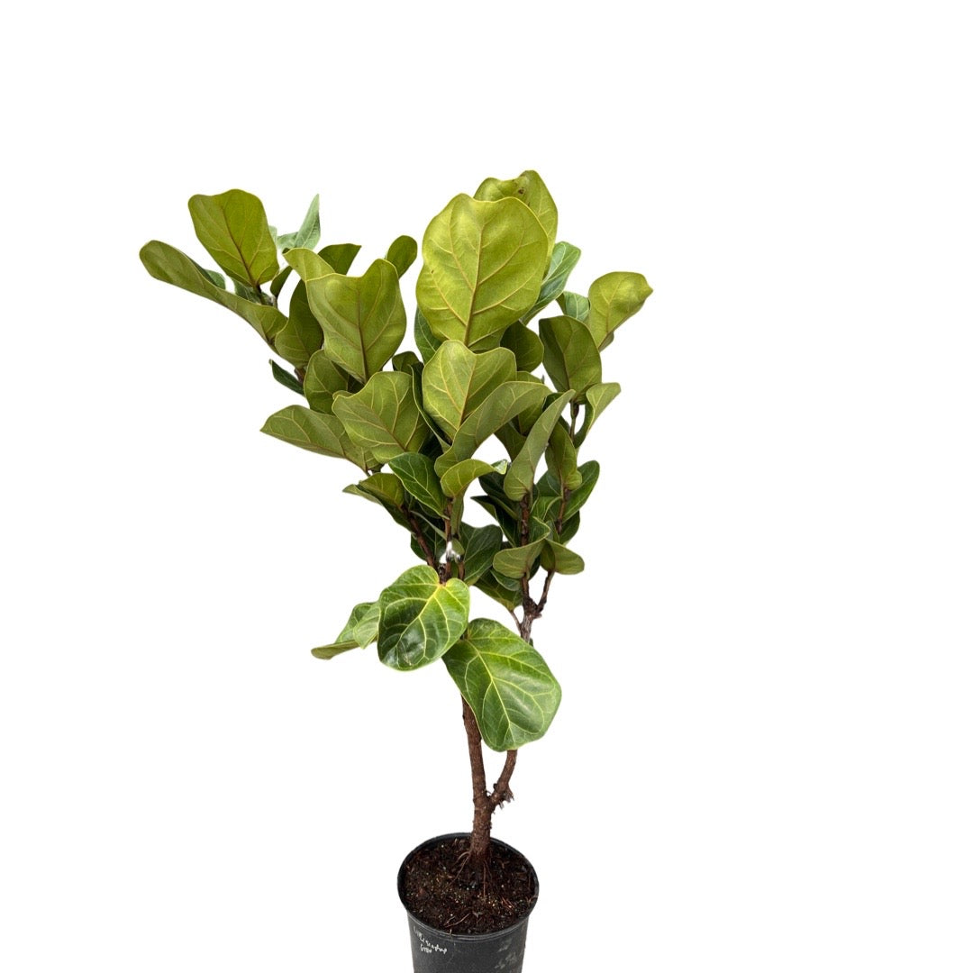 Ficus | Little Sunshine Fiddle