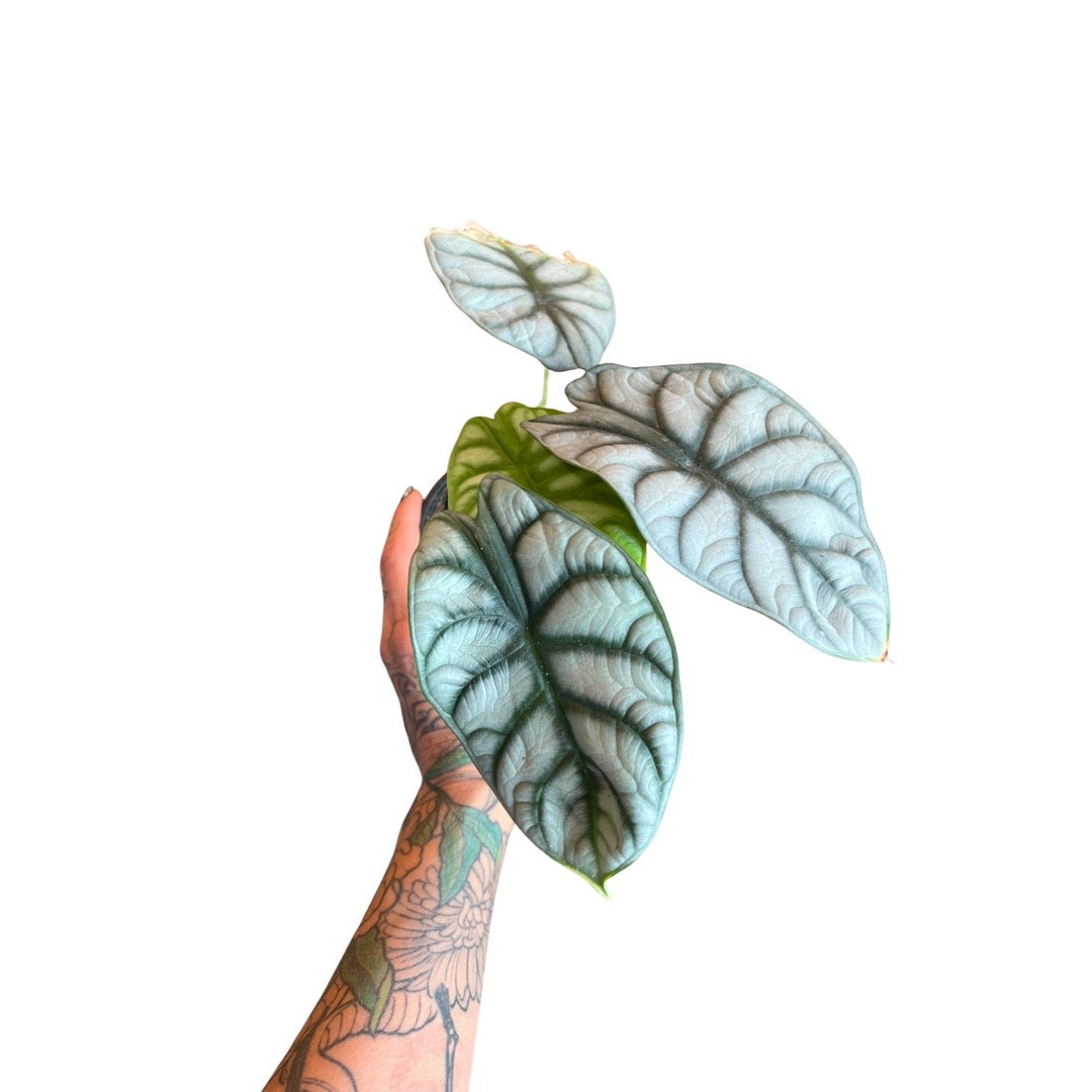 Alocasia | Nebula