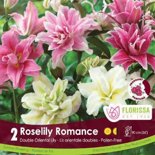 Lily Bulbs | Roselily Romance Combo