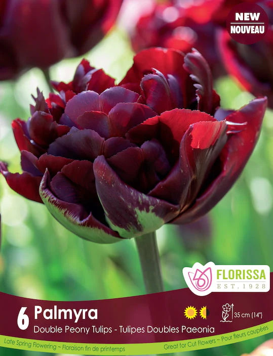 Palmyra 6pk | Tulips