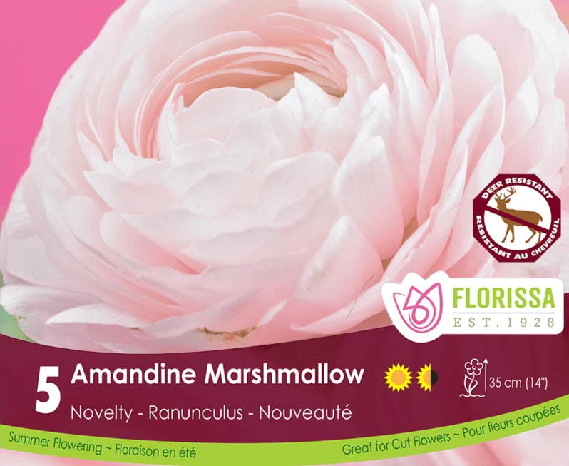 Ranunculus | Amandine Marshmallow
