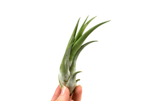 Tillandsia | Circinata