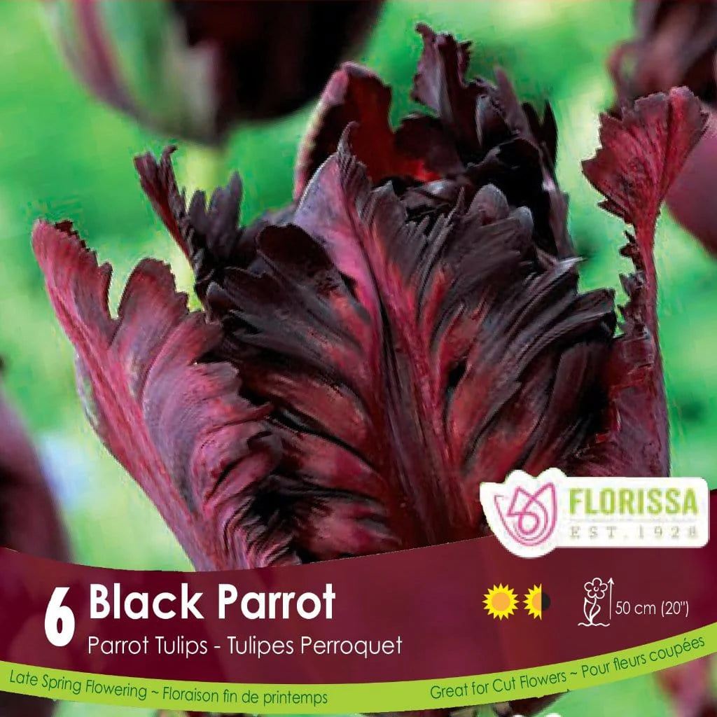 Tulip Bulbs | Black Parrot 6pk
