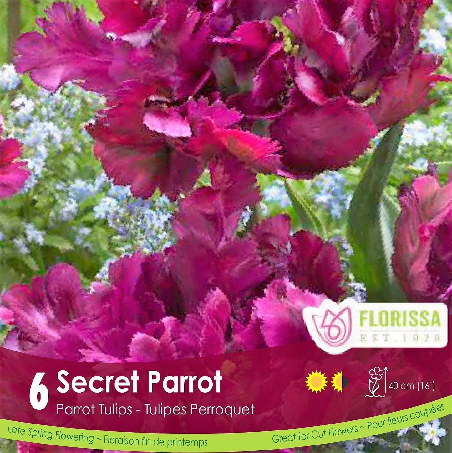 Secret Parrot 6pk | Tulips