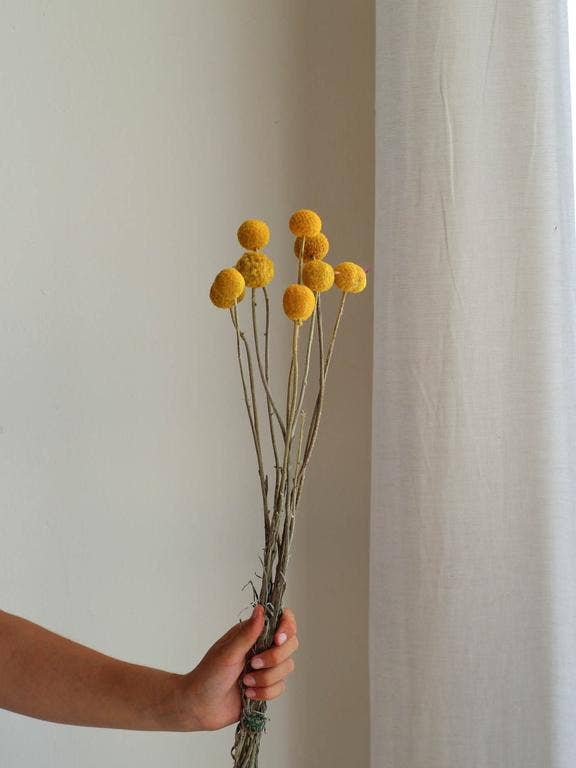 Dried & Preserved Floral | Crespedia