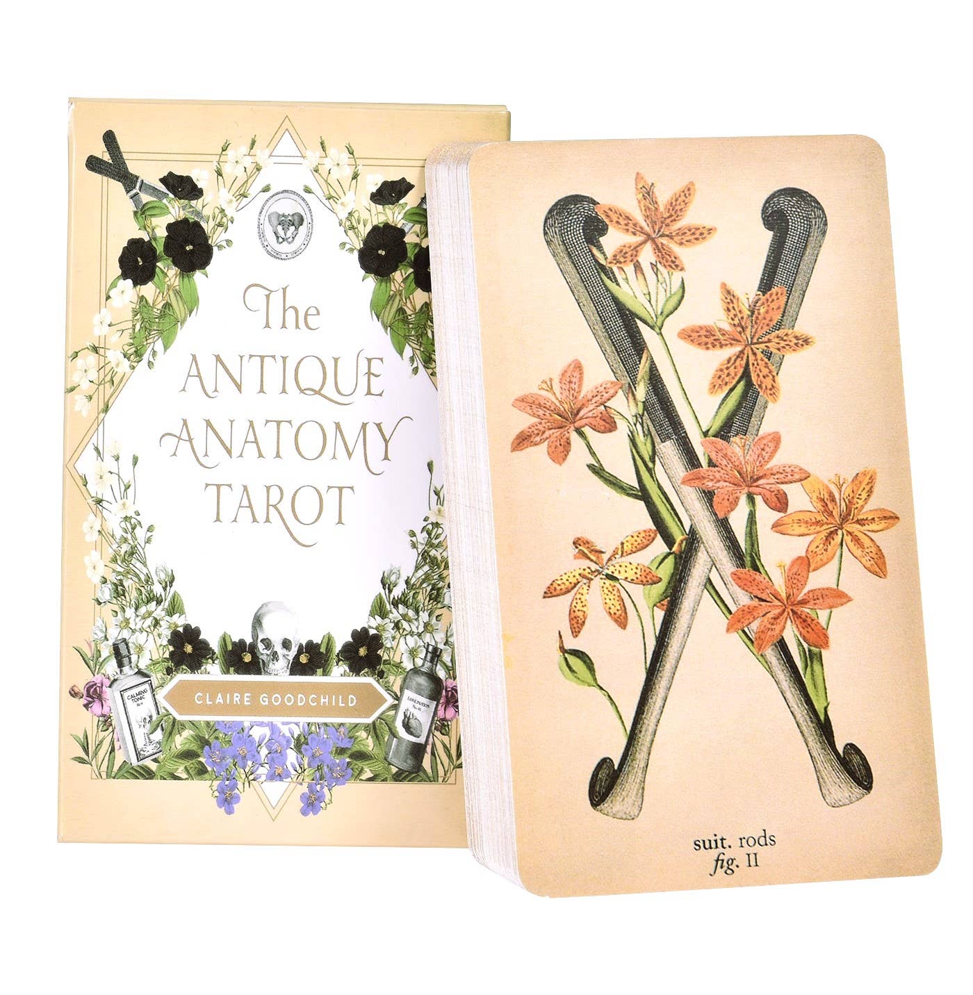 Antique Anatomy Tarot