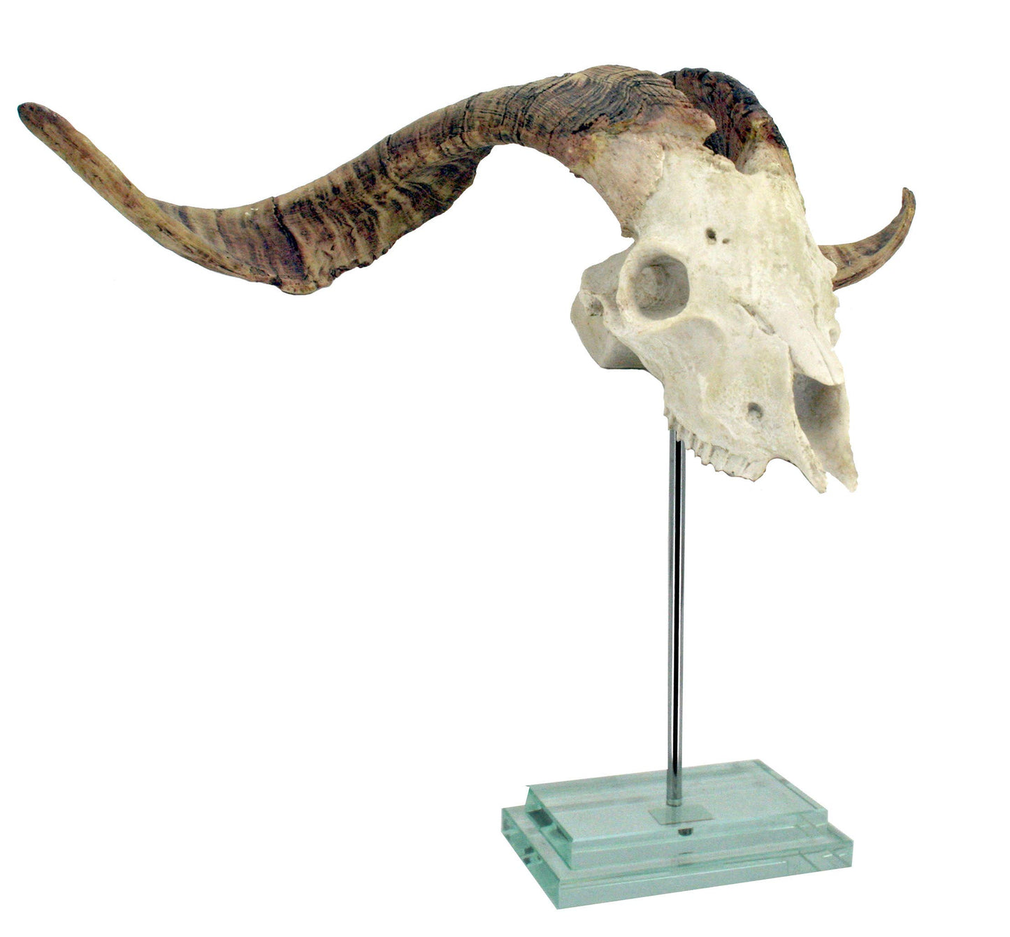 Natural Goat Skull Double Step Glass Base