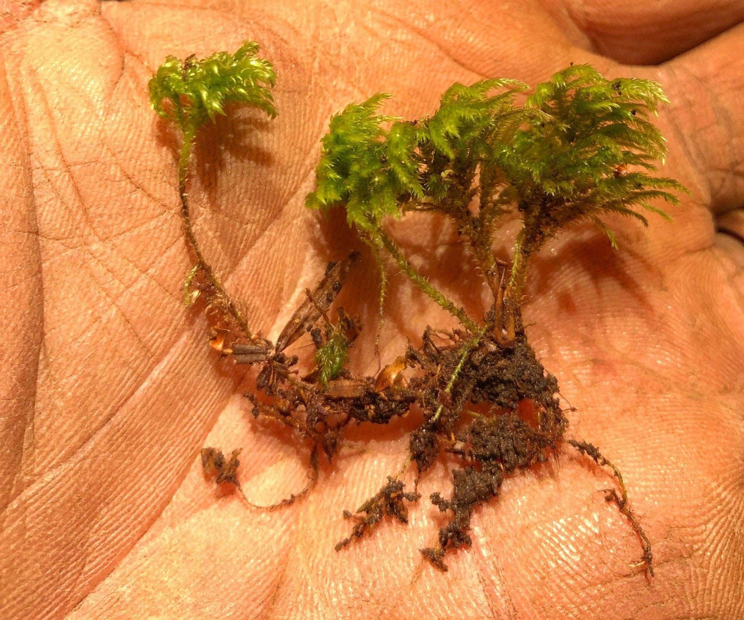 Moss | Isothecium Myosuroides