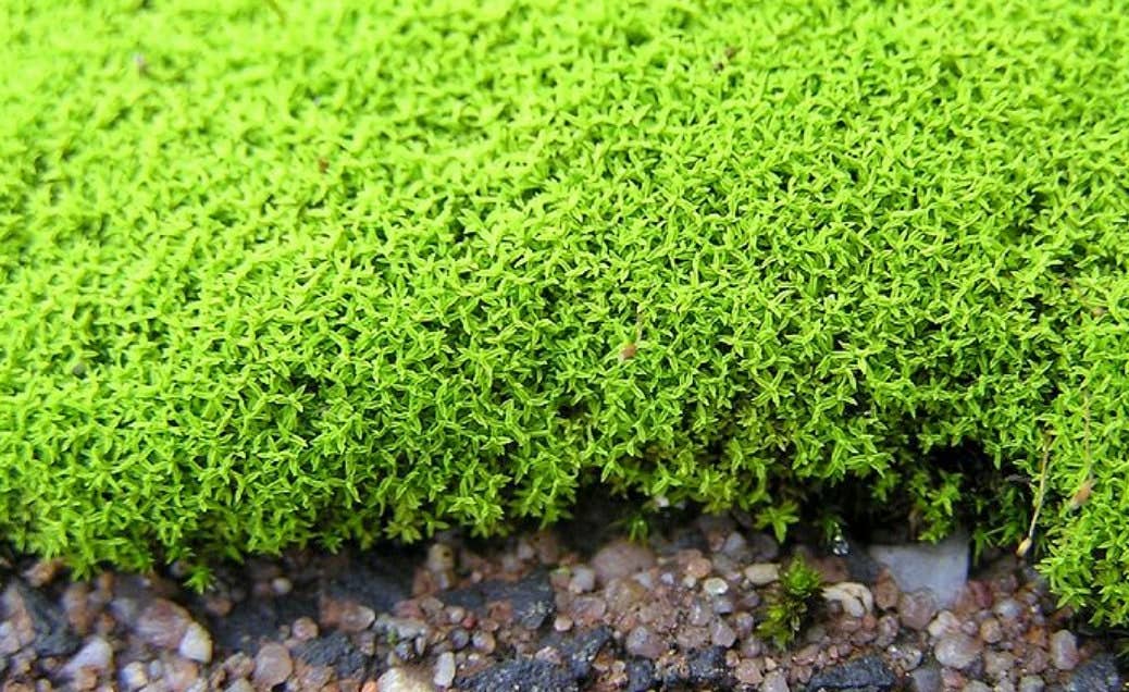 Moss | Barbula Unguiculata