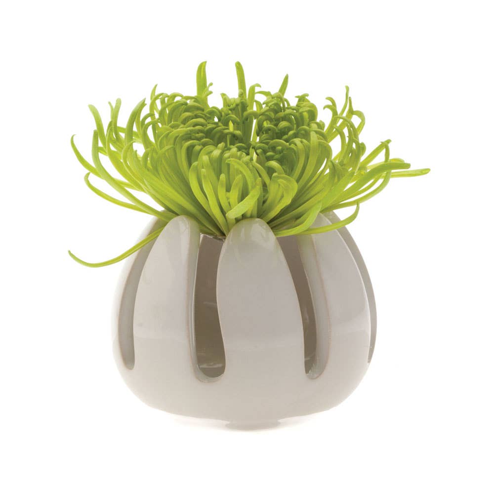 air plants calgary Gideon Air Plant Holder – The Botanist Calgary