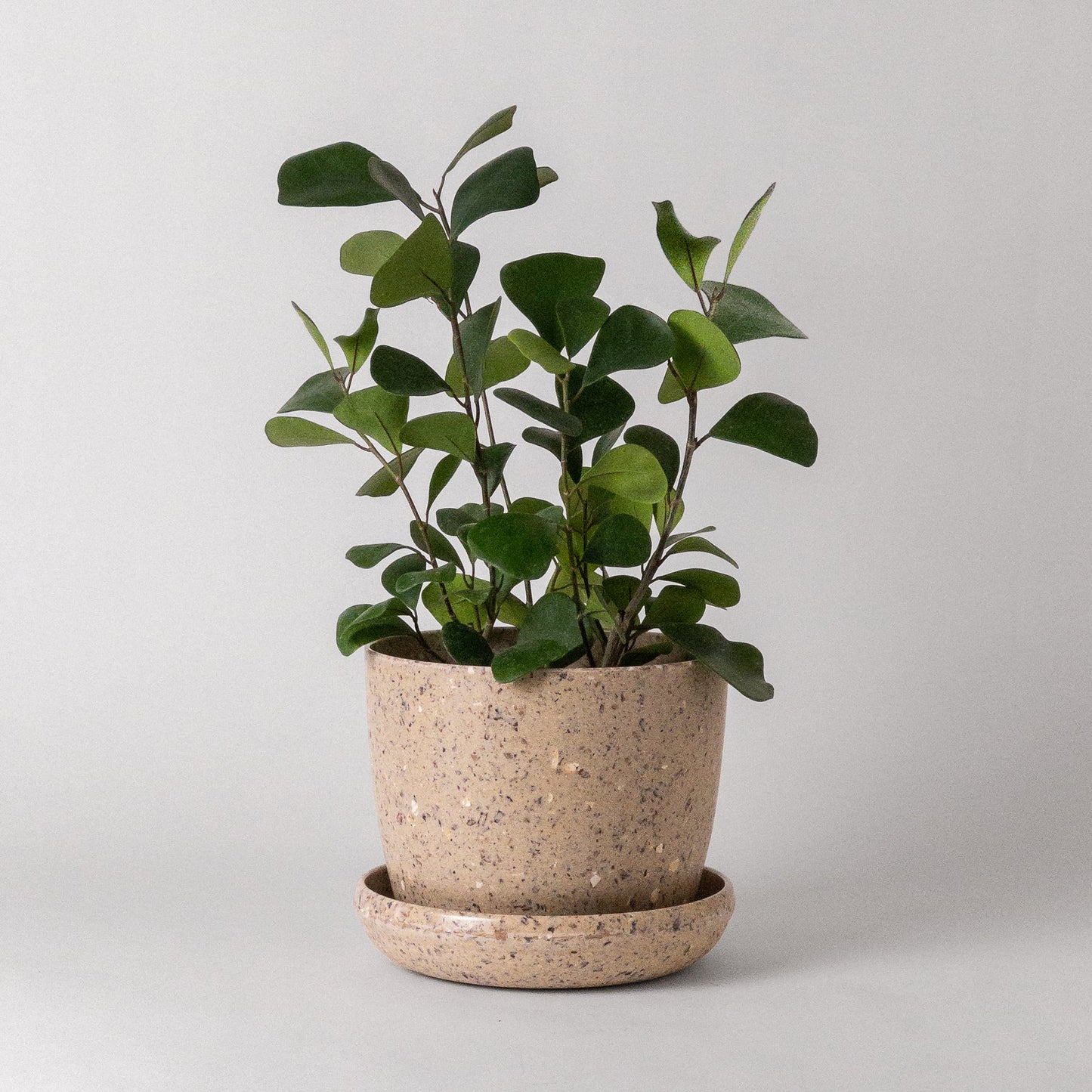 Kanso | Natural Textures Pot & Saucer