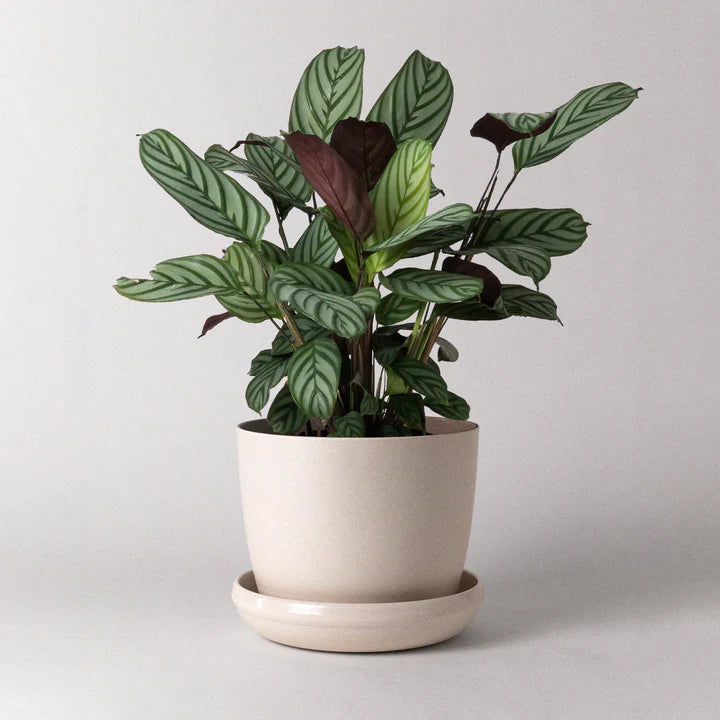 Kanso | Natural Textures Pot & Saucer