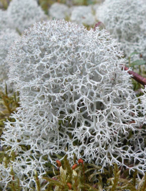 Moss | Reindeer Lichen