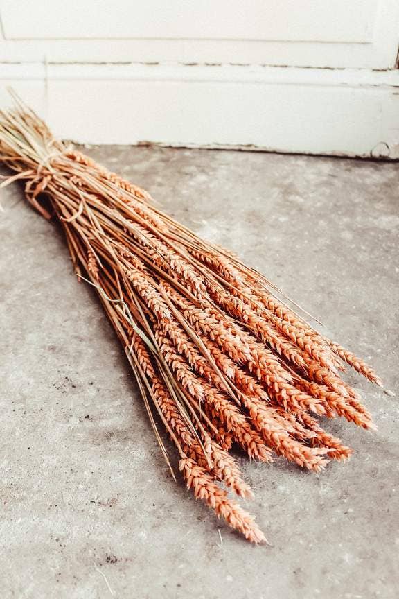 Dried & Preserved Floral | Wheat