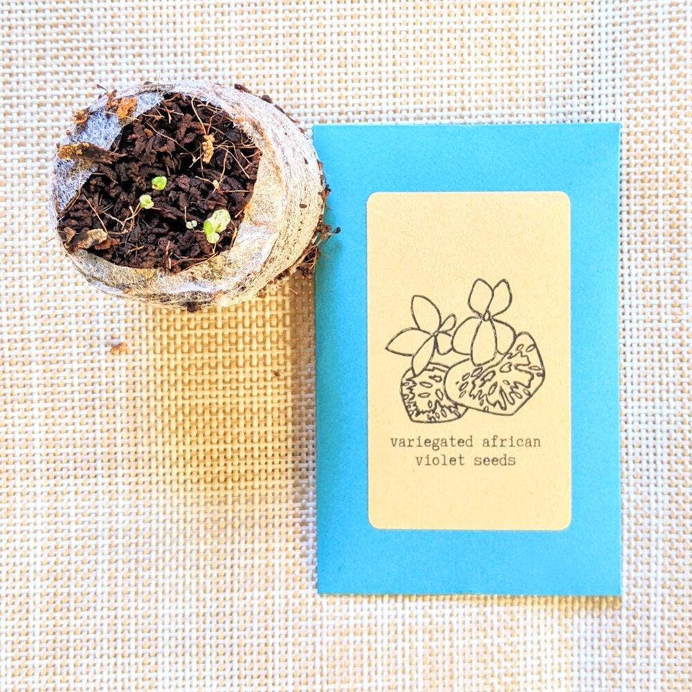 Variegated African Violet Seeds