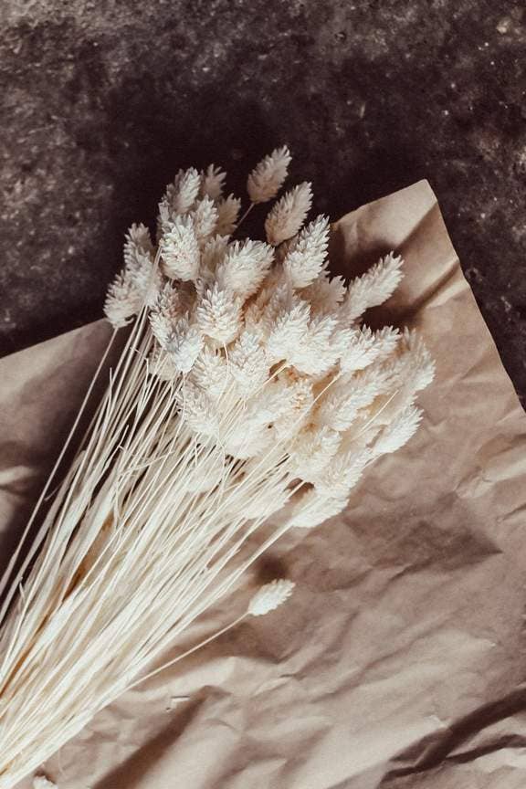 Dried & Preserved Floral | Phalaris Grass