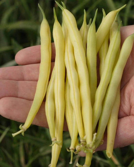 Seeds | Beans Gold Rush