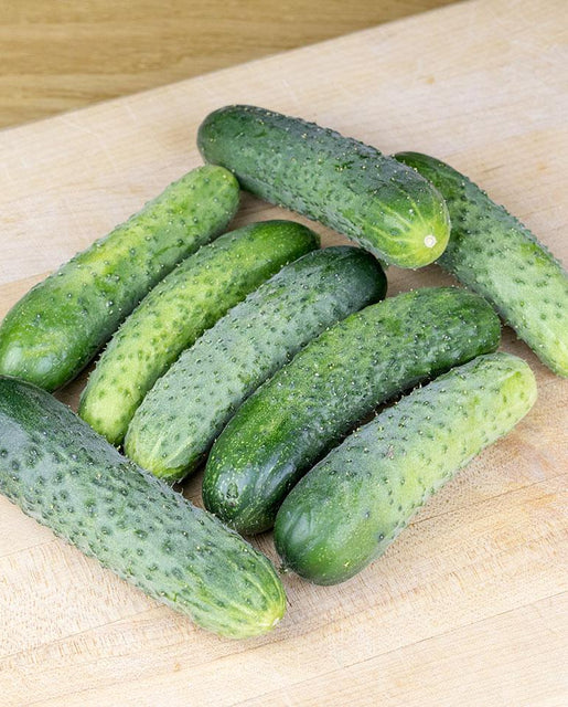 Seeds | Cucumbers  Artist Gherkin F1