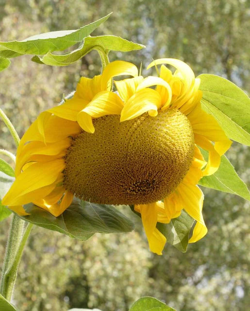 Seeds | Sunflowers Giganteus