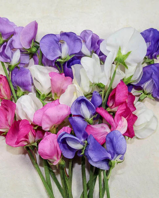 Seeds | Sweet Peas Early Multiflora Blend