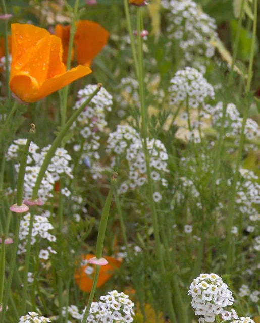 Seeds | Wildflowers Beneficial Insect Blend