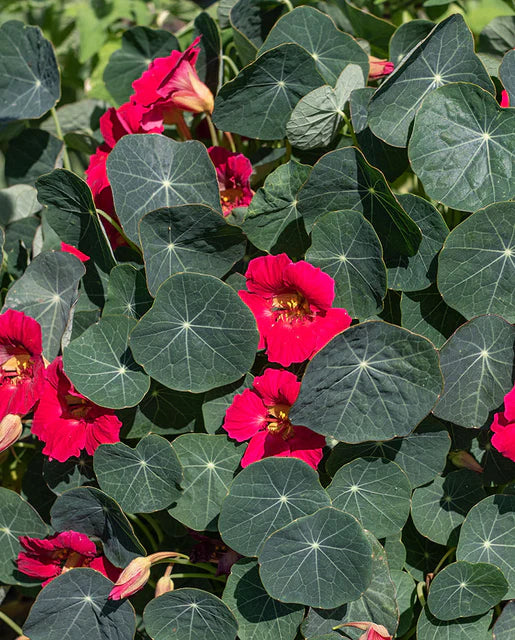 Seeds | Nastursiums Baby Rose