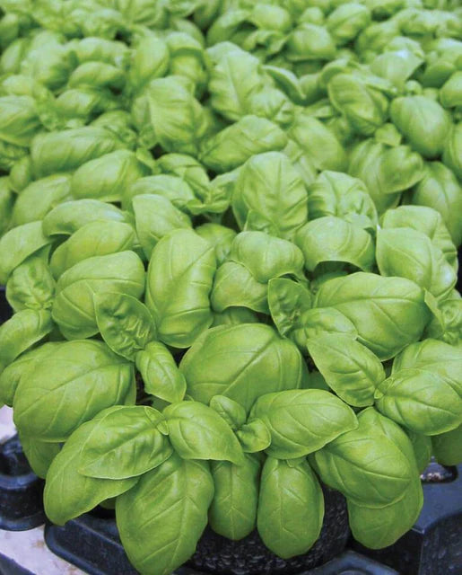 Seeds | Basil Emily Certified Organic