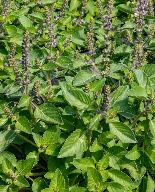Seeds | Basil Holy Basil