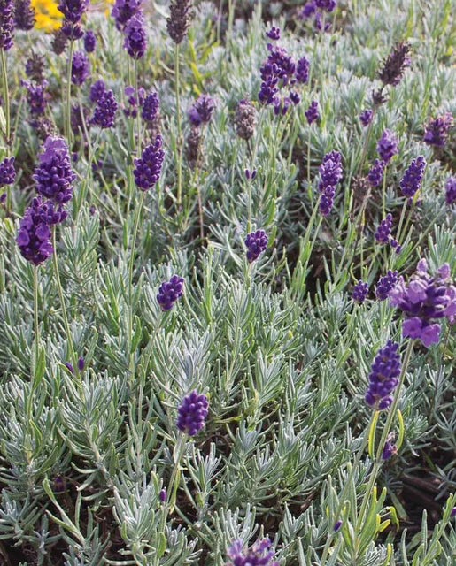 Seeds | Lavender Dwarf Munstead