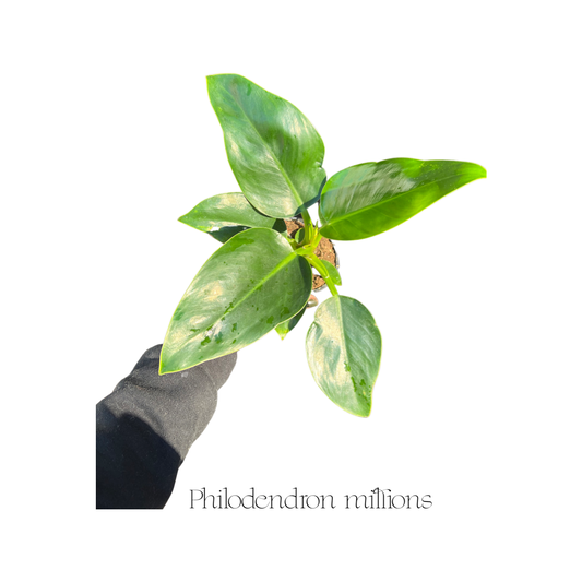 Philodendron | Millions