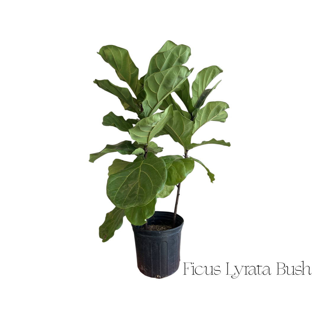 Ficus Fiddle Leaf