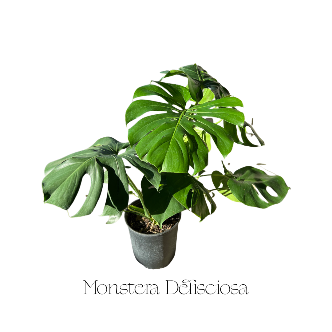 monstera deliciosa calgary Monstera| Deliciosa – The Botanist Calgary