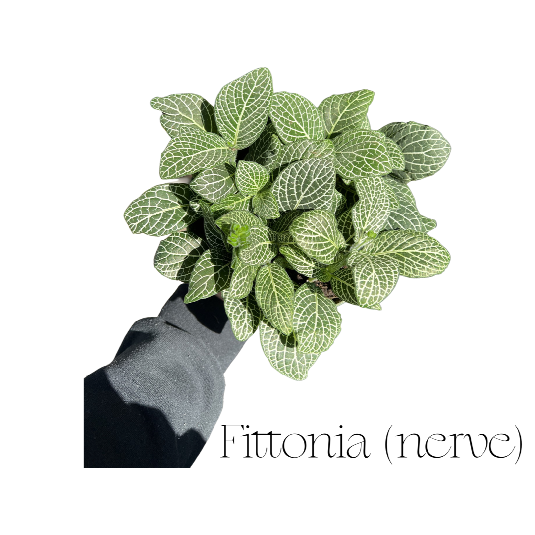 Fittonia | Nerve White