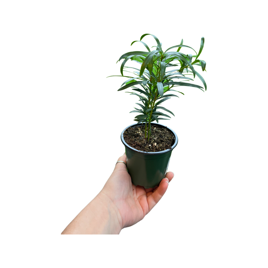 Podocarpus | Buddhist Pine